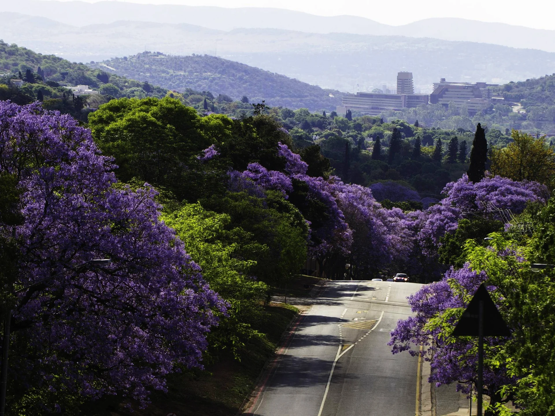 Pretoria streets lined with blooming purple jacaranda trees in spring